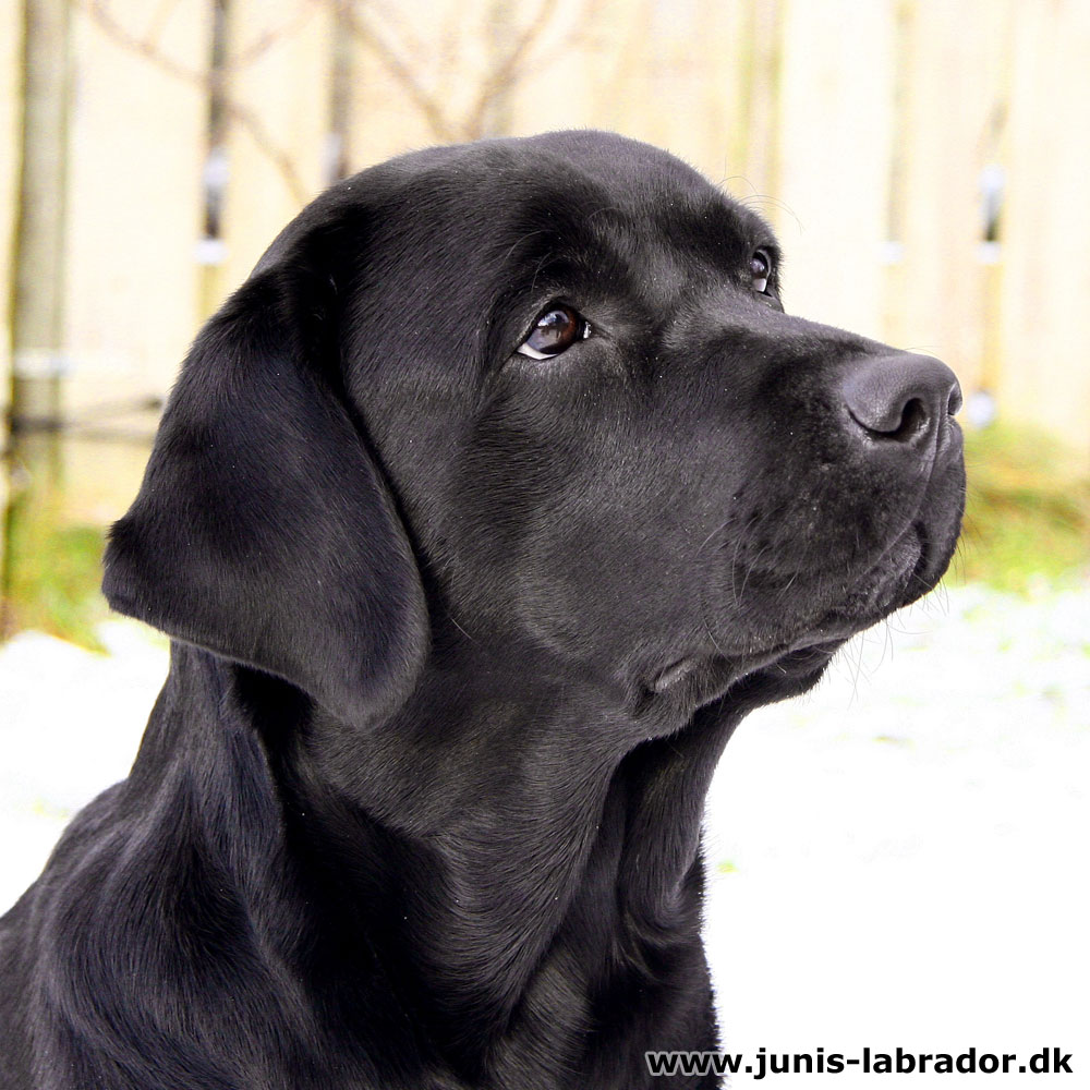 Juni's Xiphiidae sort labrador hoved billede