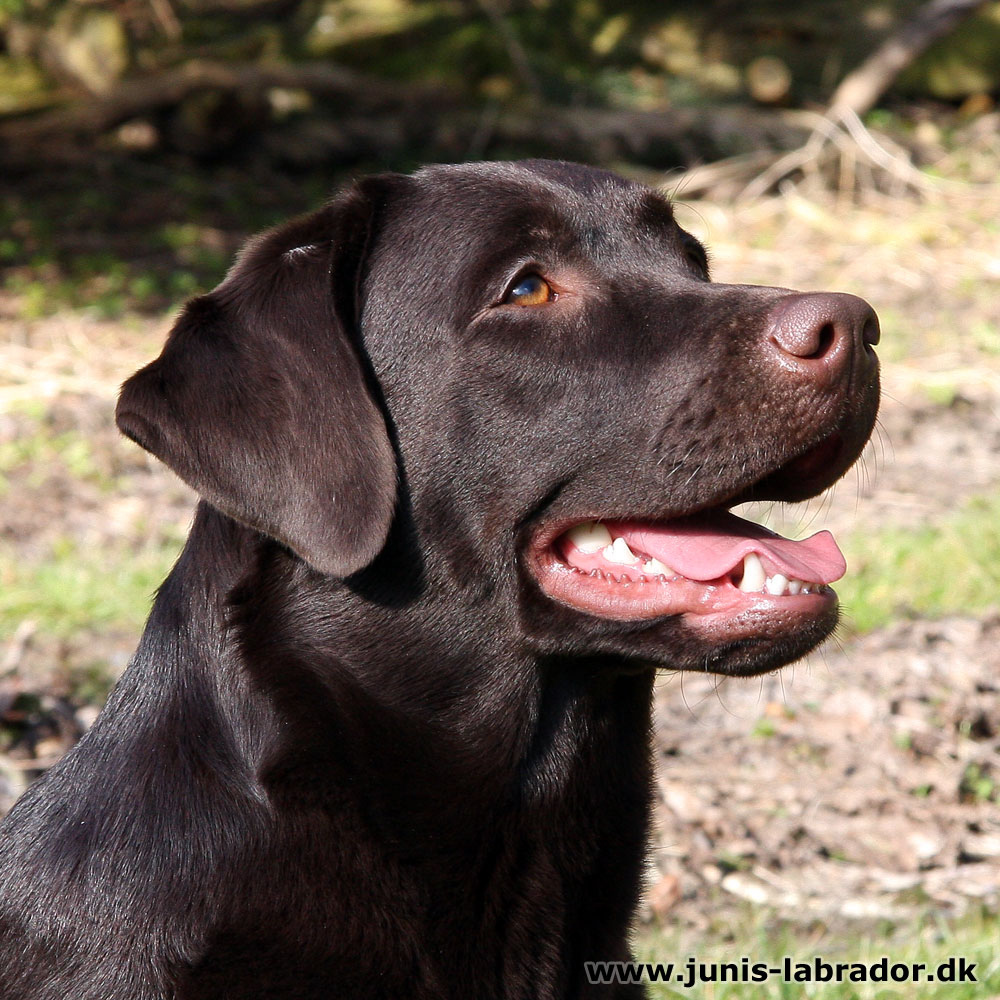 Juni's Yatzy brun labrador hoved billede