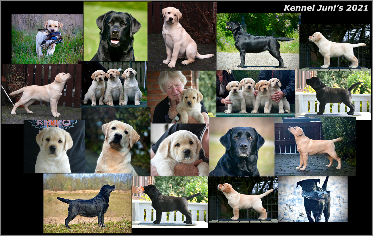 Kennel Juni's 2021